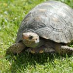 DARIA_News_protection_turtle_save_floridas_tortoises_and_owls