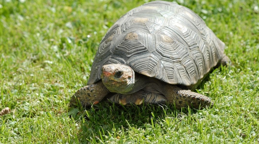 DARIA_News_protection_turtle_save_floridas_tortoises_and_owls