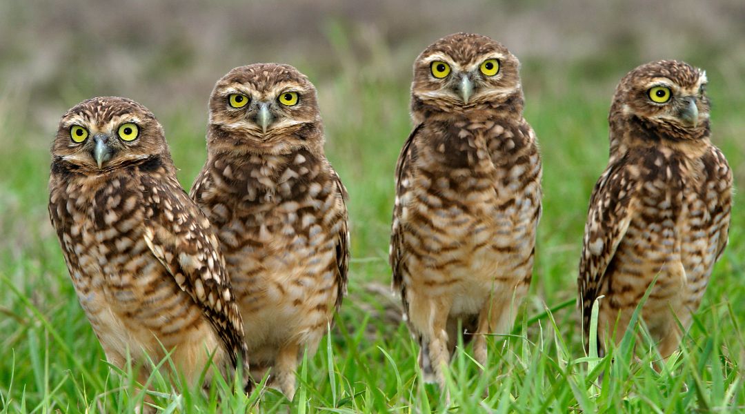 Wildlife included